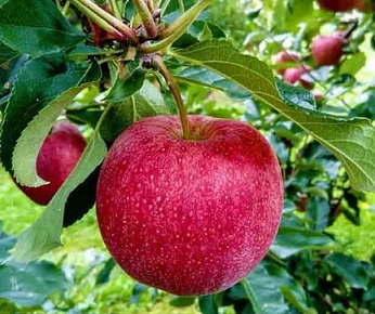 DIGITAL BUSINESS CARDS